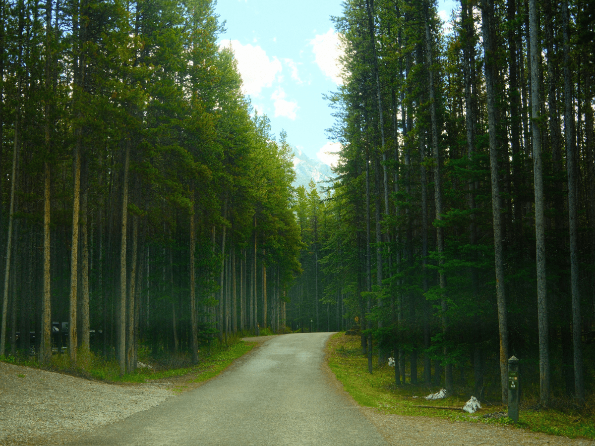 Elkwood Campground Loop with lush evergreen forest and mountains peaking over the tops of the trees