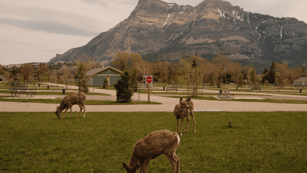 Wildlife at Waterton Townsite Campground in Waterton Lakes National Park, featuring deer, mountain scenery, and spacious RV camping sites in Alberta.