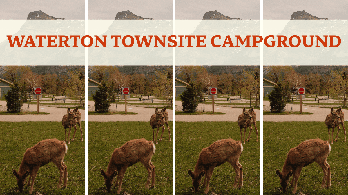 Deer walking through Waterton Townsite Campground in Waterton Lakes National Park, Alberta, surrounded by campsites and scenic Rocky Mountain views.