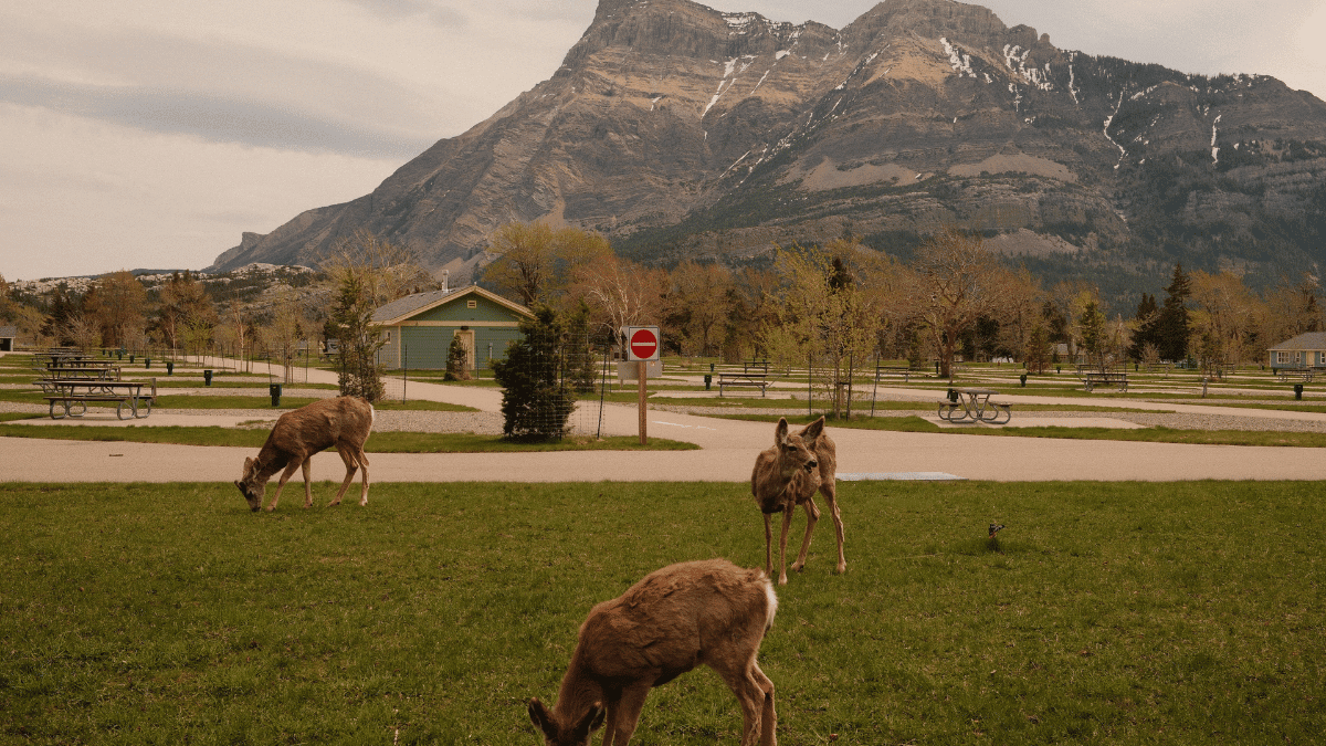 Wildlife at Waterton Townsite Campground in Waterton Lakes National Park, featuring deer, mountain scenery, and spacious RV camping sites in Alberta.